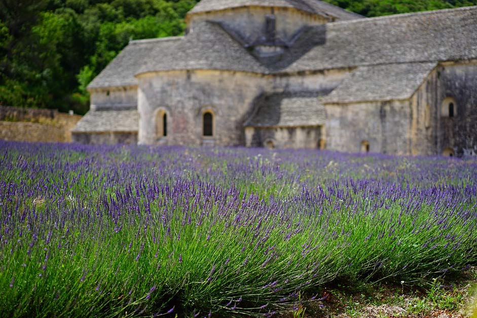 Lavender-Field Blue Flowers Lavender