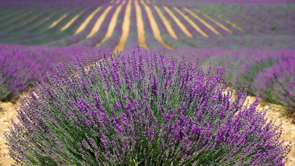 Purple French-Lavender Lavender-Field Lavender