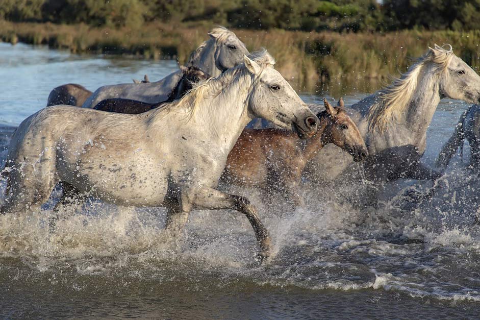Camargue Horses Cavalcade Ride