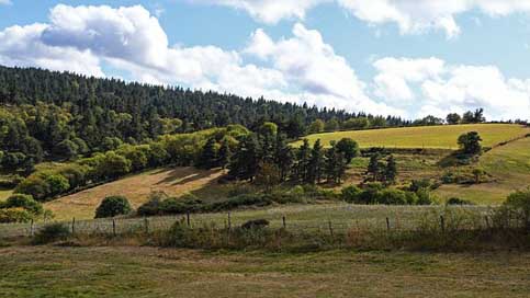 Field Rural Landscape Agriculture Picture
