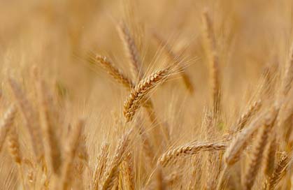 Wheat Summer Spring Field Picture