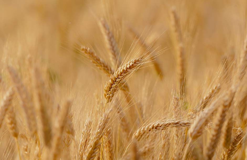 Summer Spring Field Wheat
