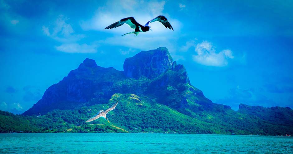 Bird Tropical French-Polynesia Bora-Bora