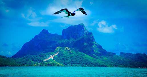 Bora-Bora Bird Tropical French-Polynesia Picture