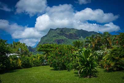 Moorea French-Polynesia South-Pacific Garden Picture