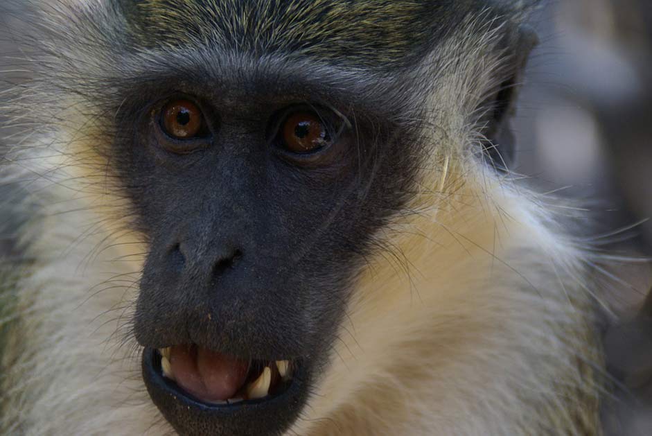Gambia Animals Nature Monkey