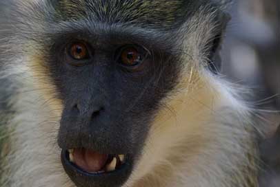 Monkey Gambia Animals Nature Picture