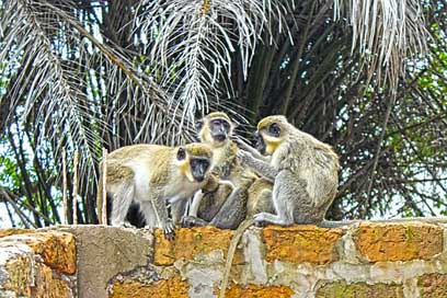 Monkeys Cute Animals Wildlife Picture