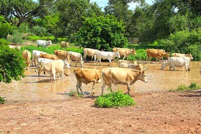 Cows Nature Cattle Stream Picture