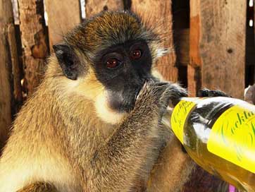 Gambia Africa Lemonade-Bottle Monkey Picture