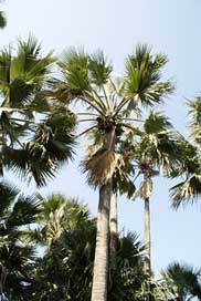 Palm-Tree Holiday Gambia Tropical Picture