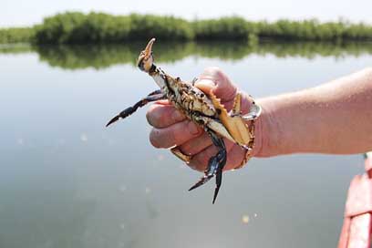 Crab Shellfish Shell River Picture