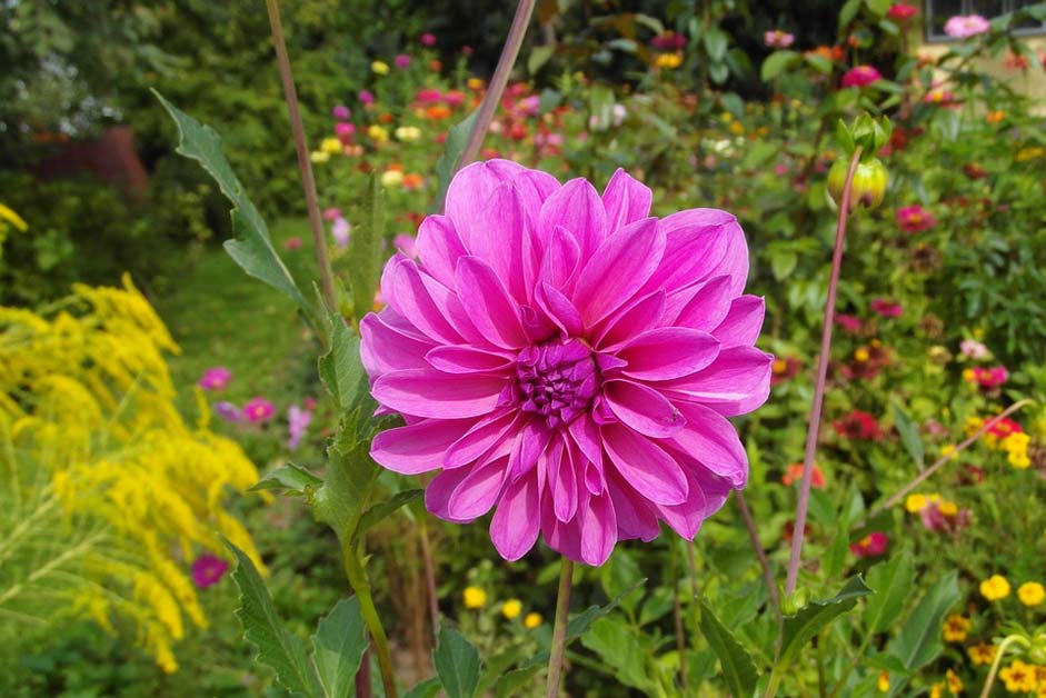 Petals Garden Flower Dalia