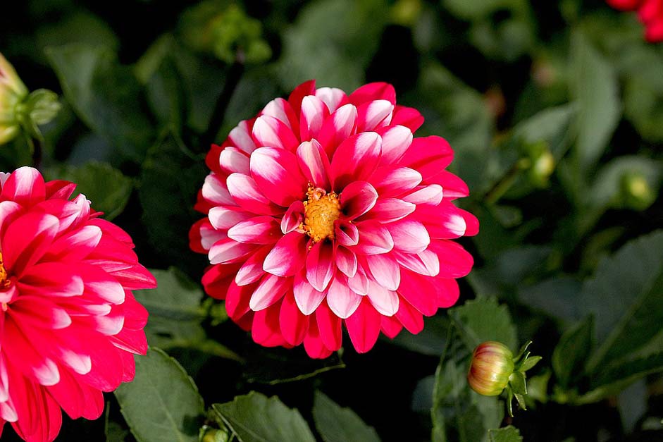 In-The-Park Garden Georgia Flower