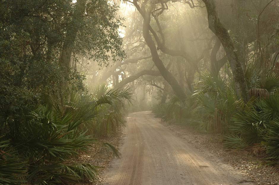 Cumberland-Island Foggy Path Forest