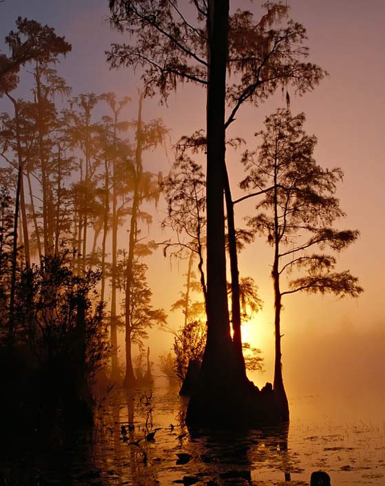 Georgia Trees Swamp Okefenokee-Swamp