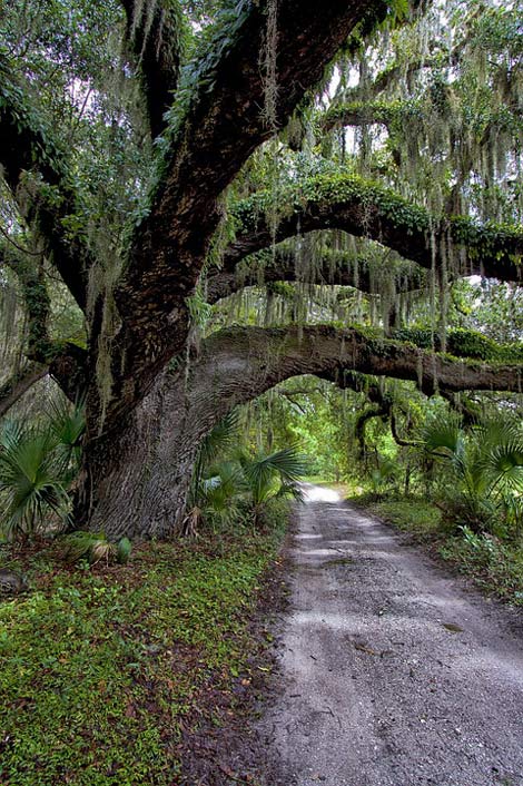 Path Hanging-Moss Picturesque Road