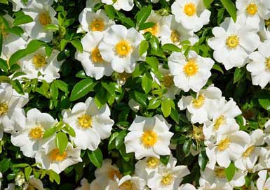 Cherokee-Rose Rose Color White Picture