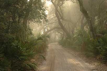 Forest Cumberland-Island Foggy Path Picture