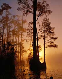 Okefenokee-Swamp Georgia Trees Swamp Picture