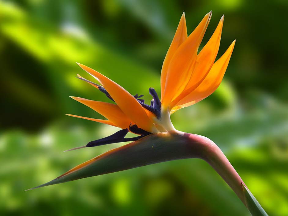 Flowers Strelitzia Bloom Blossom