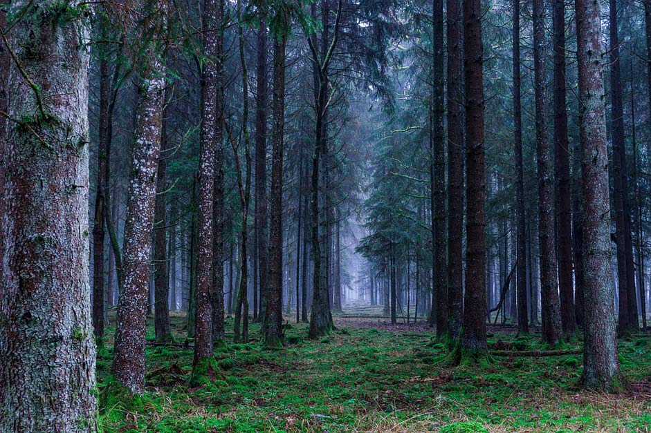 Trees Autumn Landscape Forest