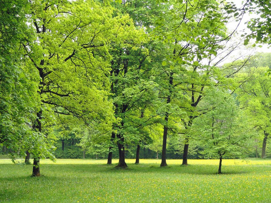 Foliage Trees Nature Germany