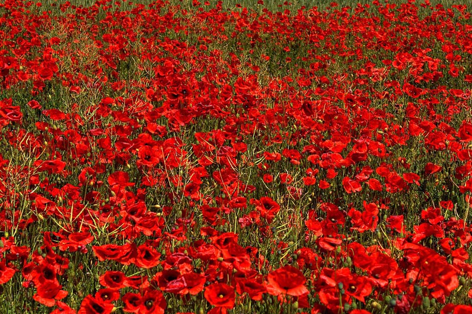 Germany Flower Brandenburg Poppy