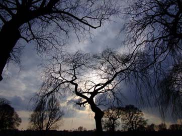 Trees In-The-Lens Backlighting Dramatic-Sky Picture