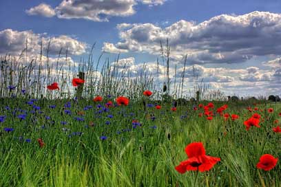 Brandenburg Poppy Nature Germany Picture