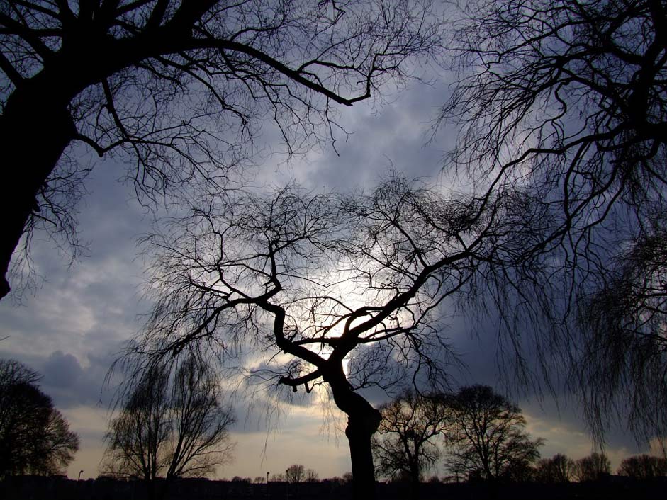 In-The-Lens Backlighting Dramatic-Sky Trees