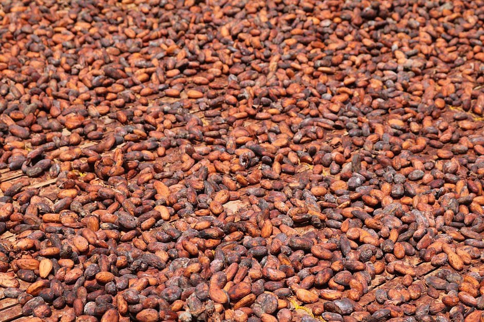 Dry Ghana Africa Cocoa-Beans