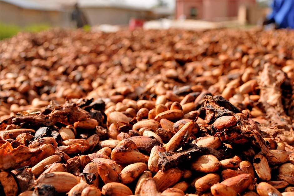 Food Ghana Drying Cocoa-Beans