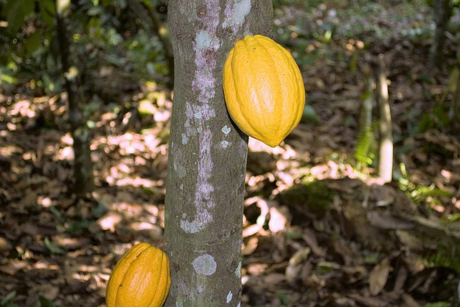 Pod Pods Ghana Cocoa