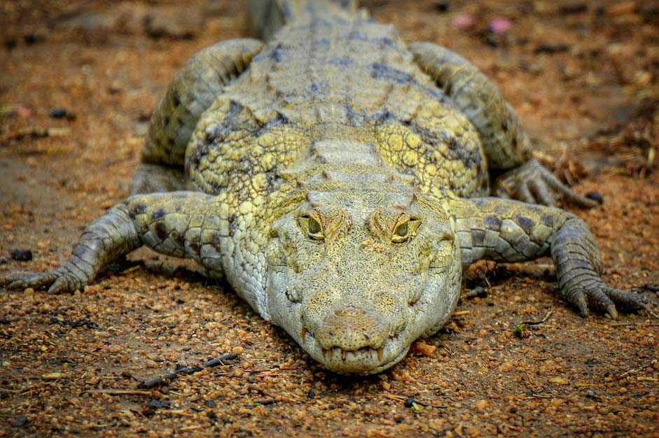 West-Africa Africa Ghana Crocodile