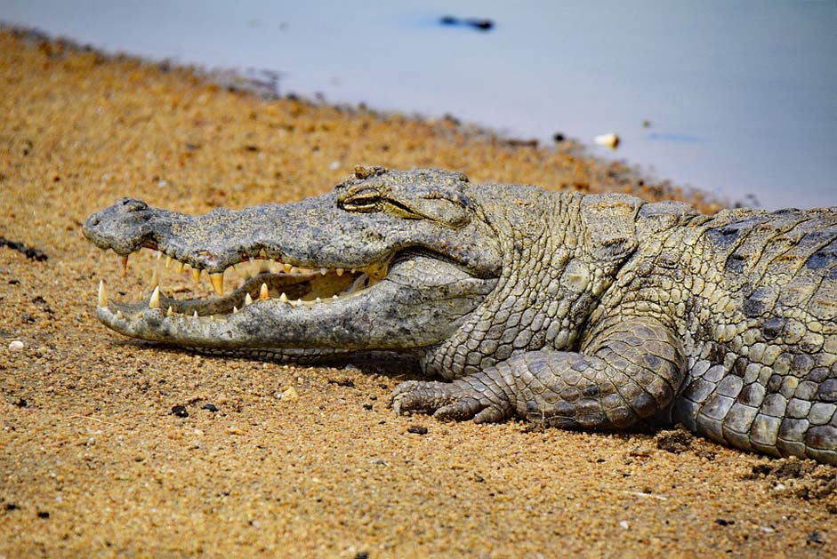 West-Africa Africa Ghana Crocodile