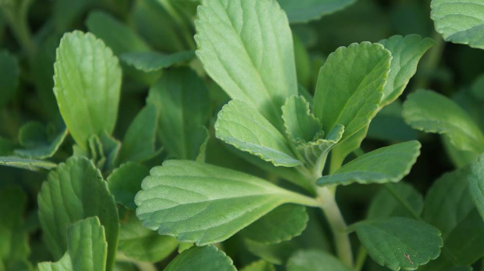 Ghana Green Leaf Flower