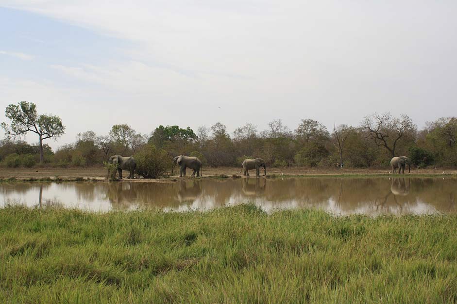 Mole-National-Park Natural-Reserve Elephants Ghana