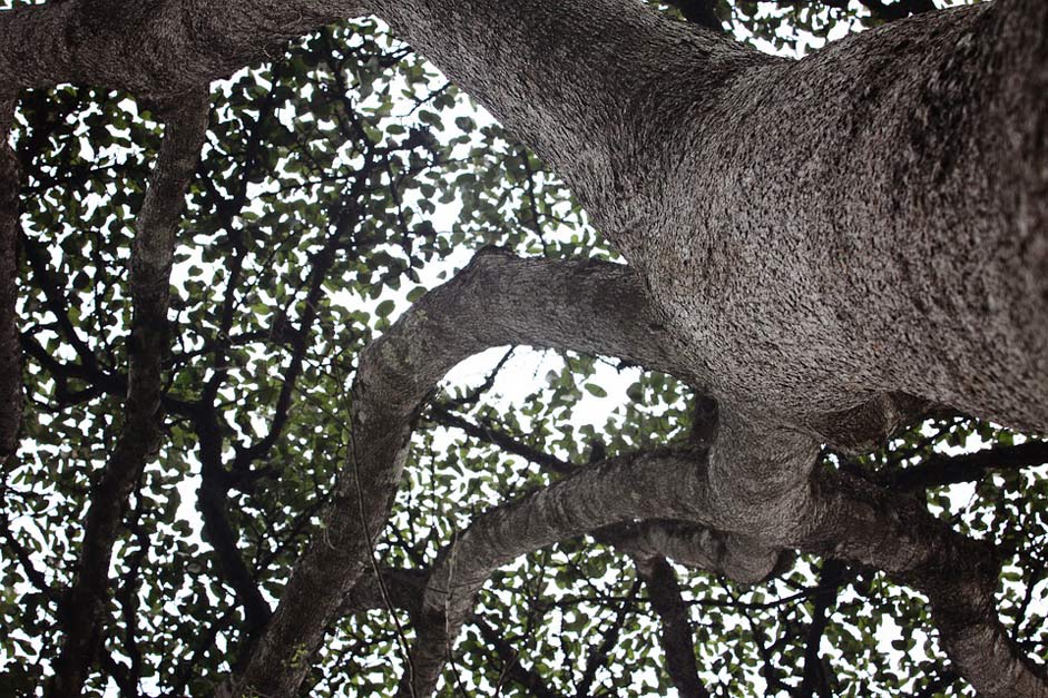  Nature Tree Ghana