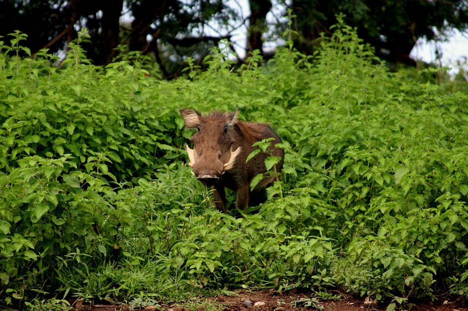  Tourism-Ghana Mole-National-Park National-Park