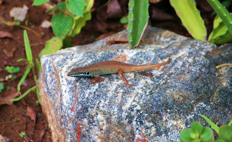  Tourism-Ghana Mole-National-Park National-Park