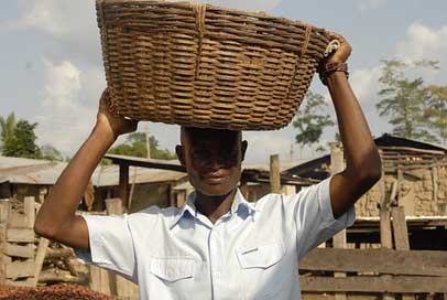 Ghana Rainforest Agriculture Cocoa Picture