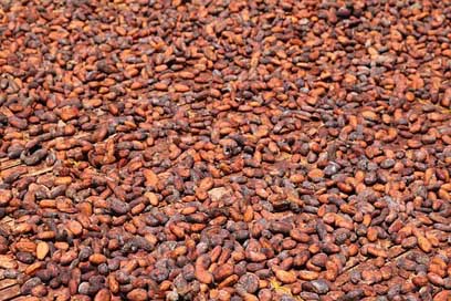Cocoa-Beans Dry Ghana Africa Picture