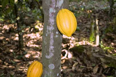 Cocoa Pod Pods Ghana Picture