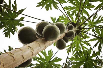 Ghana  Africa Coconut-Tree Picture