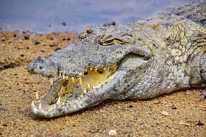 Crocodile West-Africa Africa Ghana Picture