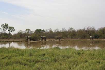 Ghana Mole-National-Park Natural-Reserve Elephants Picture