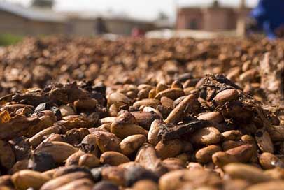 Cocoa Chocolate Food Beans Picture