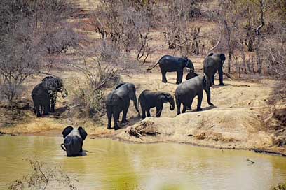 Mole-National-Park Africa West-Africa Ghana Picture