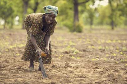 Planting  Ghana Farmer Picture